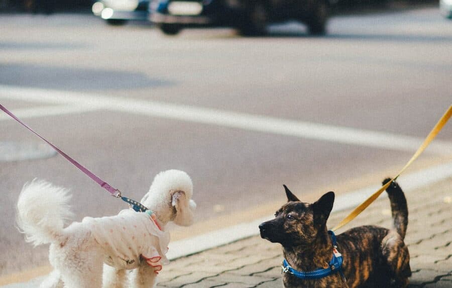 выгул собак